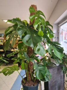 Zdjęcie rośliny zielonej o nazwie monstera